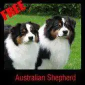 Free play online Australian Shepherd APK