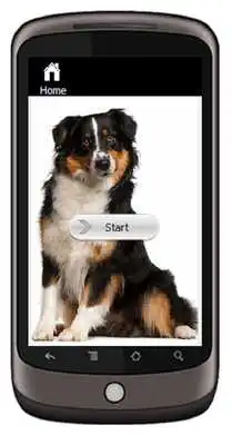 Play Australian Shepherd