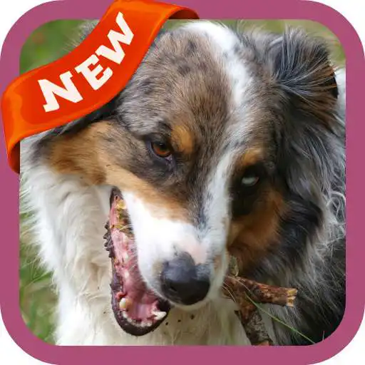 Play Australian Shepherd Wallpaper APK