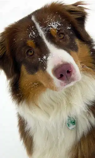 Play Australian Shepherd Wallpaper  and enjoy Australian Shepherd Wallpaper with UptoPlay
