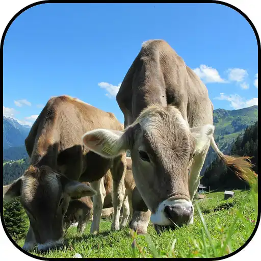 Play Austria wallpapers APK Play Austria wallpapers APK