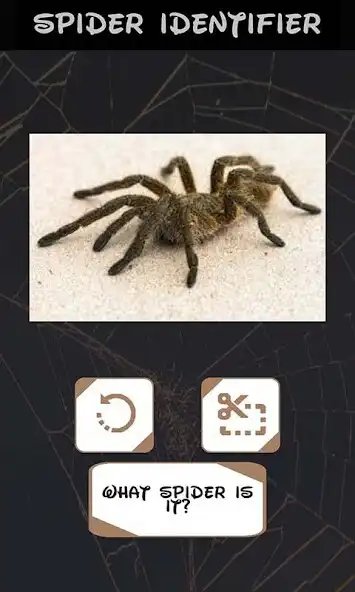 Play Automatic spider identifier with neural network as an online game Automatic spider identifier with neural network with UptoPlay