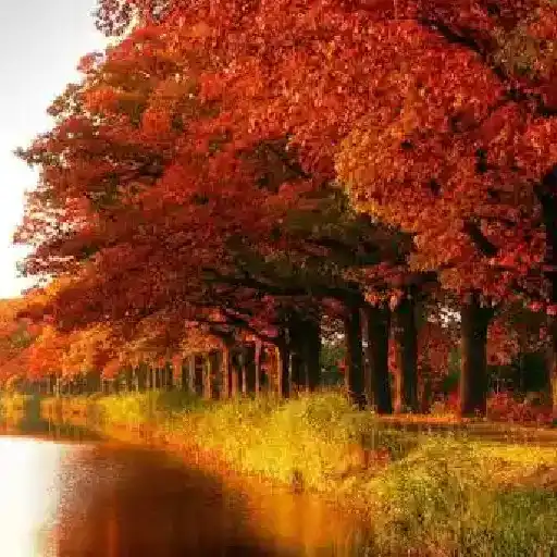 Play Autumn 4K Wallpapers 2021 APK