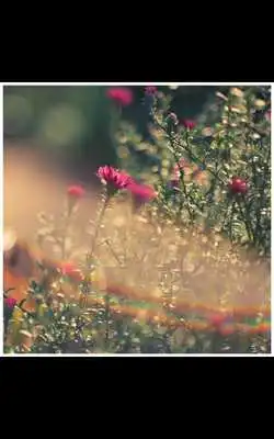 Play Autumn Flower live wallpaper