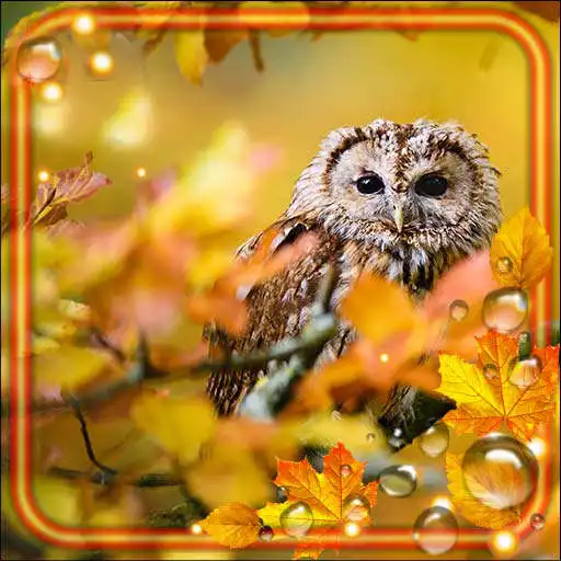 Play Autumn Forest Birds HD APK Play Autumn Forest Birds HD APK