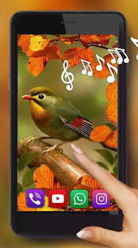 Play Autumn Forest Birds HD  and enjoy Autumn Forest Birds HD with UptoPlay