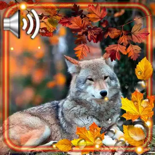 Play Autumn Forest Life APK Play Autumn Forest Life APK
