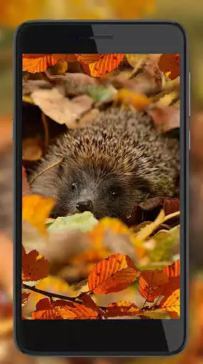 Play Autumn Forest Life as an online game Autumn Forest Life with UptoPlay