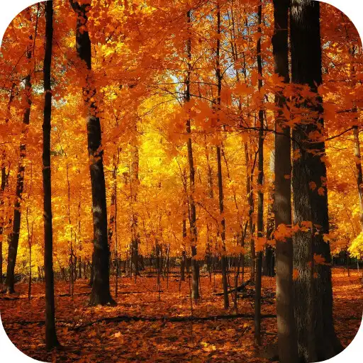 Free play online Autumn Forest Video Wallpaper APK