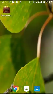 Play Autumn Forest Video Wallpaper