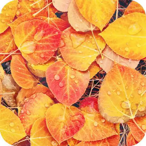 Play Autumn Full HD Wallpaper APK Play Autumn Full HD Wallpaper APK