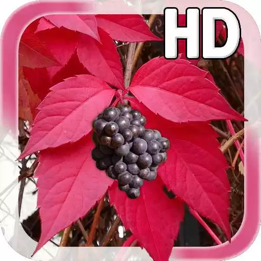 Free play online Autumn Grapes LWP APK