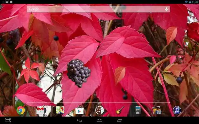 Play Autumn Grapes LWP