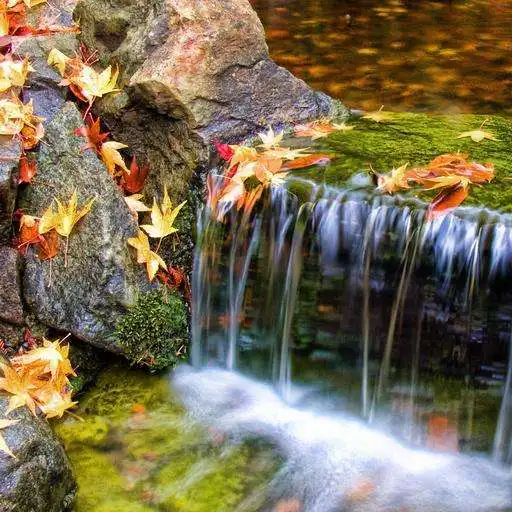 Run free android online Autumn leaves and brook APK Run free android online Autumn leaves and brook APK