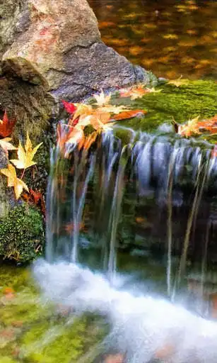 Play APK Autumn leaves and brook  and enjoy Autumn leaves and brook with UptoPlay com.topwallpaperz.autumnleavesandbrook