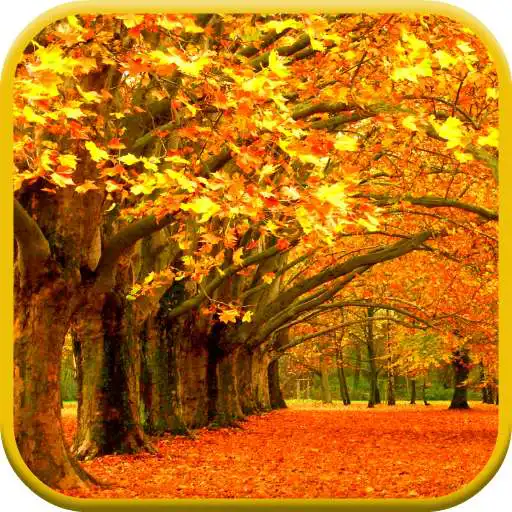 Play Autumn Leaves Video Wallpaper APK Play Autumn Leaves Video Wallpaper APK