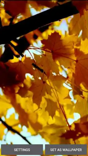 Play Autumn Leaves Video Wallpaper as an online game Autumn Leaves Video Wallpaper with UptoPlay