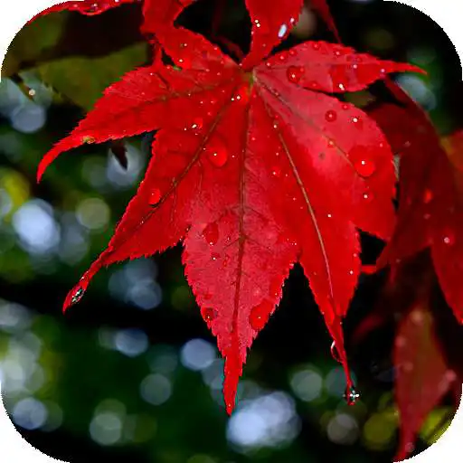 Run free android online Autumn leaves Wallpapers (backgrounds & themes) APK