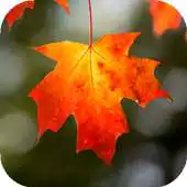 Free play online Autumn leaves Wallpapers Full HD APK