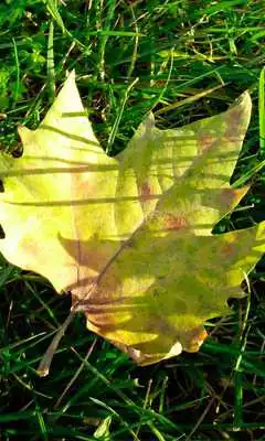 Play Autumn leaves Wallpapers Full HD Play Autumn leaves Wallpapers Full HD