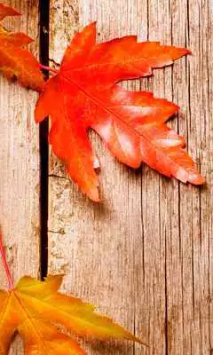 Play Autumn leaves Wallpapers Full HD Play Autumn leaves Wallpapers Full HD