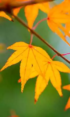 Play Autumn leaves Wallpapers Full HD Play Autumn leaves Wallpapers Full HD