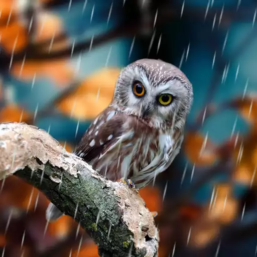 Free play online Autumn Live Wallpaper APK Free play online Autumn Live Wallpaper APK