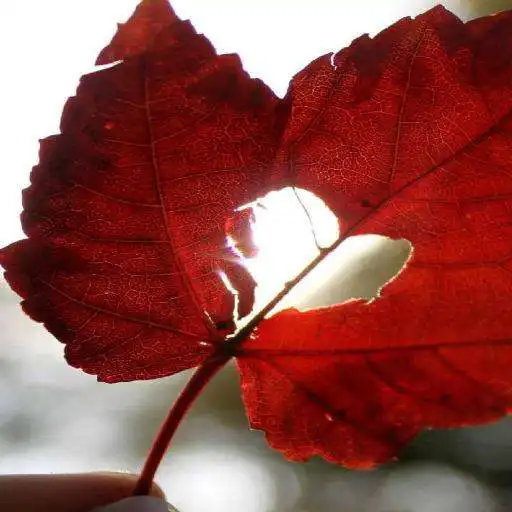 Play Autumn Love Wallpapers APK