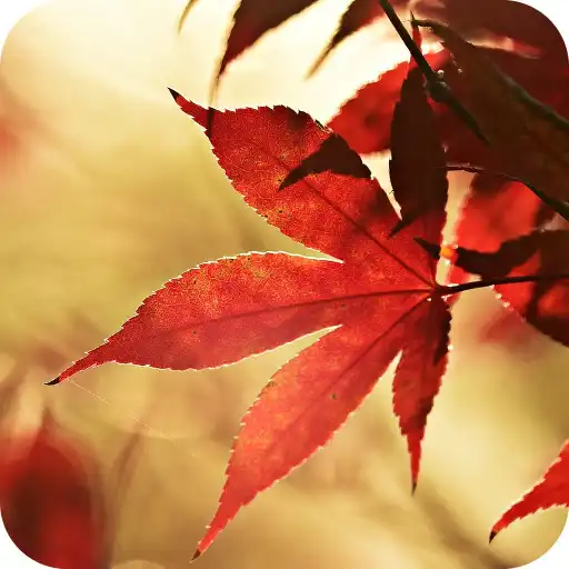 Run free android online Autumn Maple Live Wallpaper APK
