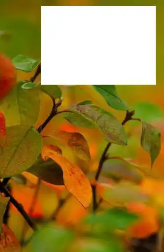 Play Autumn Photo Frames HD
