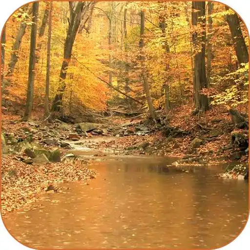 Free play online Autumn Rain Video Wallpaper APK Free play online Autumn Rain Video Wallpaper APK