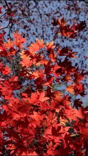 Play Autumn Video Wallpapers and enjoy Autumn Video Wallpapers with UptoPlay Play Autumn Video Wallpapers and enjoy Autumn Video Wallpapers with UptoPlay