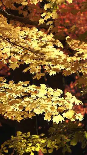 Play Autumn Video Wallpapers as an online game online Autumn Video Wallpapers with UptoPlay com.bonneapp.autumnwallpapers Play Autumn Video Wallpapers as an online game Autumn Video Wallpapers with UptoPlay