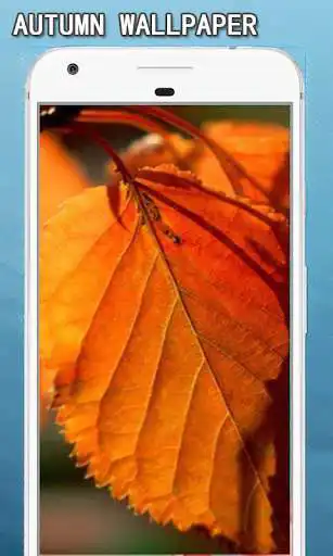 Play Autumn Wallpapers HD