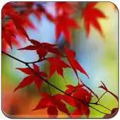 Free play online Autumn Wallpapers Sakti APK
