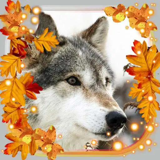 Play Autumn Wolf Live Wallpaper APK