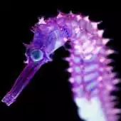 Free play online Awesome Animals APK