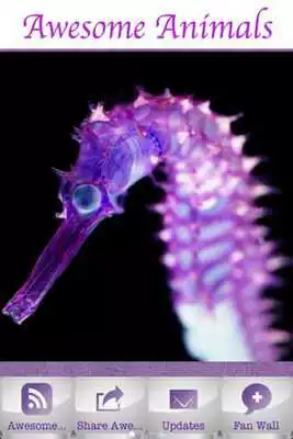 Play Awesome Animals