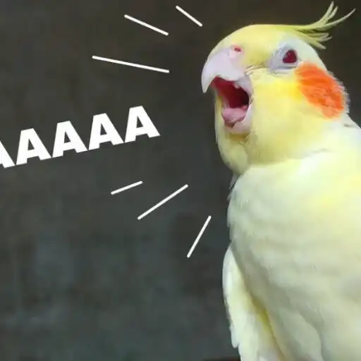 Play Awesome Cockatiel Sounds mp3 APK