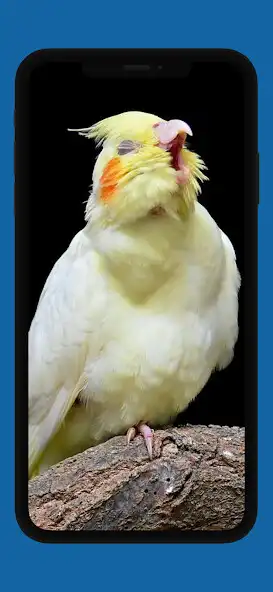 Play Awesome Cockatiel Sounds mp3 and enjoy Awesome Cockatiel Sounds mp3 with UptoPlay Play Awesome Cockatiel Sounds mp3 and enjoy Awesome Cockatiel Sounds mp3 with UptoPlay