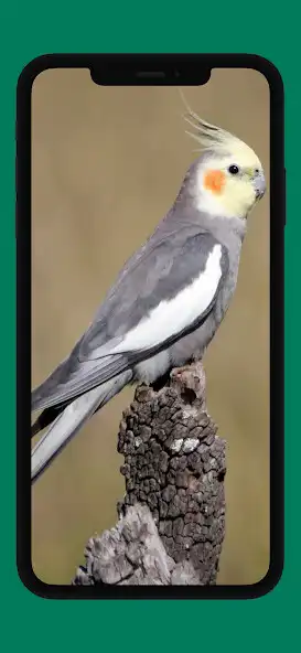 Play Awesome Cockatiel Sounds mp3 as an online game online Awesome Cockatiel Sounds mp3 with UptoPlay Play Awesome Cockatiel Sounds mp3 as an online game Awesome Cockatiel Sounds mp3 with UptoPlay