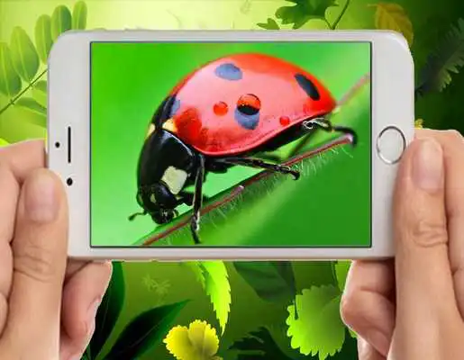 Play Awesome Insect Picture