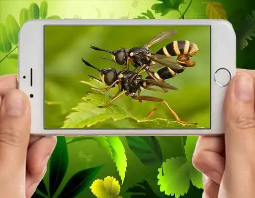 Play Awesome Insect Picture
