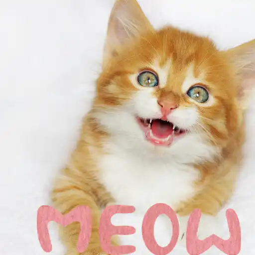 Play Awesome Kittens Meowing APK