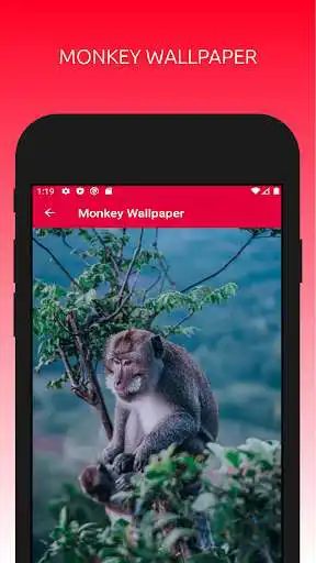 Play Awesome Monkey Wallpapers 4K  and enjoy Awesome Monkey Wallpapers 4K with UptoPlay