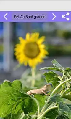 Play Awesome Wallpaper  Background