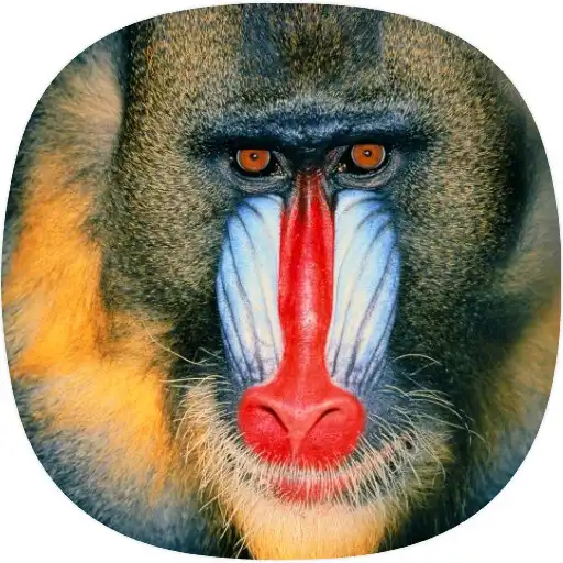 Play Baboon Sounds APK Play Baboon Sounds APK