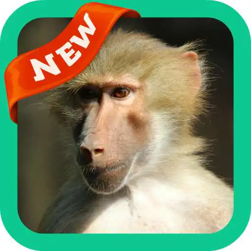 Play Baboon Wallpaper APK