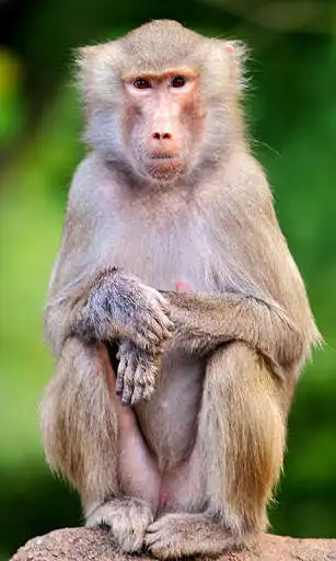 Play Baboon Wallpaper and enjoy Baboon Wallpaper with UptoPlay Play Baboon Wallpaper and enjoy Baboon Wallpaper with UptoPlay