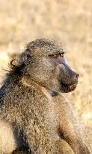 Play Baboon Wallpaper as an online game online Baboon Wallpaper with UptoPlay Play Baboon Wallpaper as an online game Baboon Wallpaper with UptoPlay